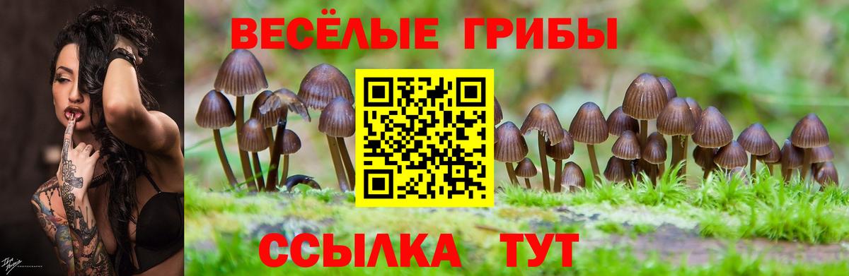 дарнет шоп  Галлюциногенные грибы прущие грибы  Ессентуки  Вход с VPN  Галлюциногенные грибы Psilocybine cubensis 